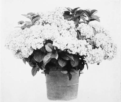 Hydrangea