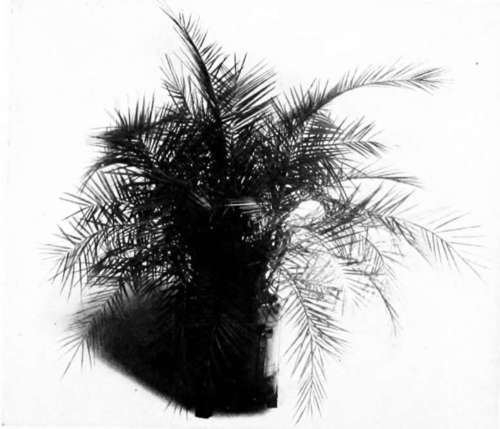 Palm (PhNix Reclinata)
