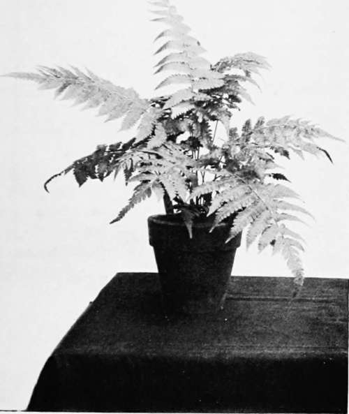 Pteris Fern