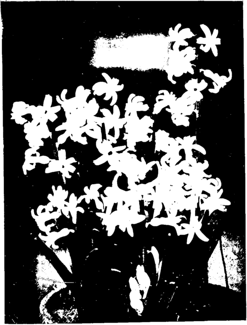 Roman Hyacinths