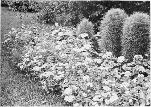 Flower Bed  Phlox and Kochia.