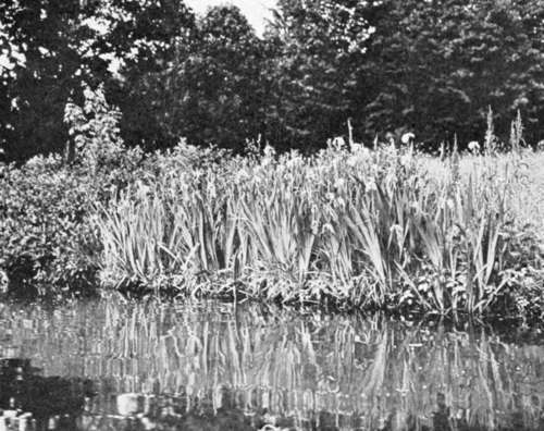 Pond Shore Planted with Iris, Etc.
