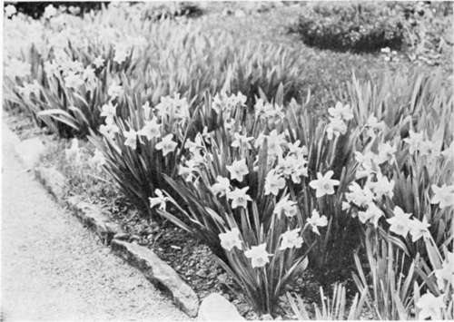 Trumpet Narcissus Along the Garden Walk.