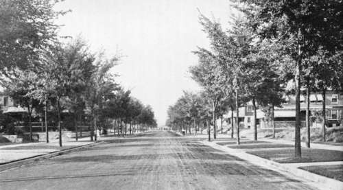 Young American Elms as Street Trees.