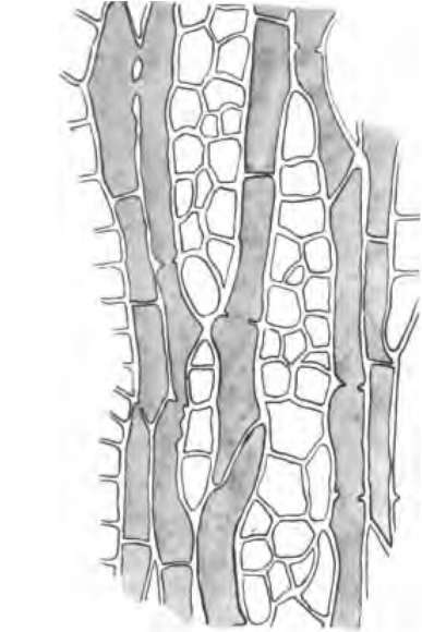 Anatomy of Hevea