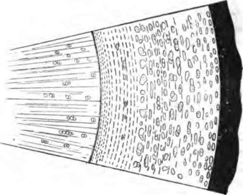 Hevea transverse section of bark x 5. The tangential lines represent groups of latex vessels.