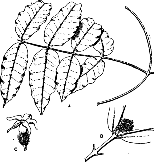 Landolphia KirM. A. Leafy twig. B. Inflorescence. C. Flower.