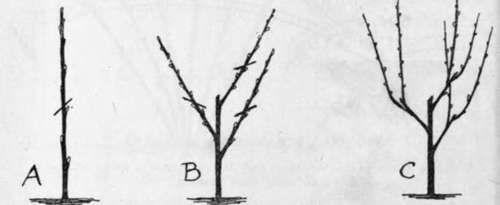 Forming A Bush Apple