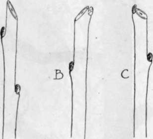 PRUNING Cuts