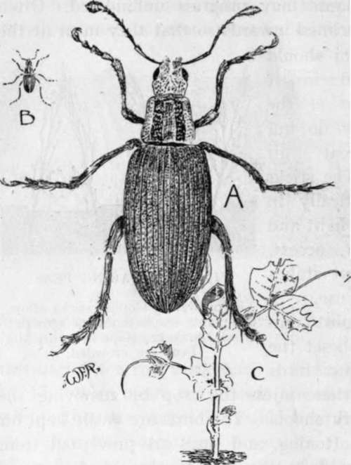 The Pea And Bean Weevil