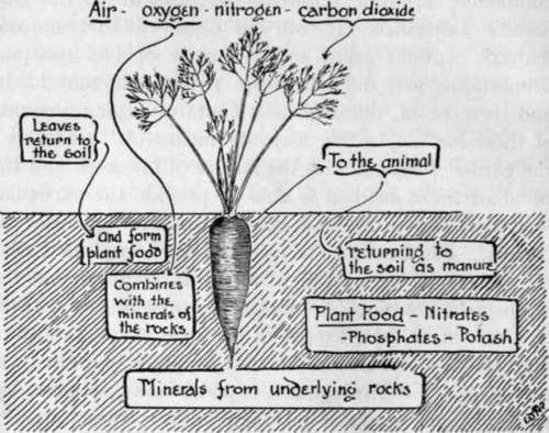 The Relation Of The Plant To The Soil