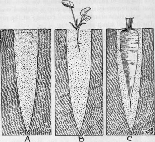 how to grow exhibition carrots, beet, and parsnips