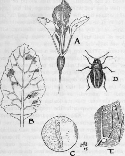 turnip flea beetle (Haltica nemorum)