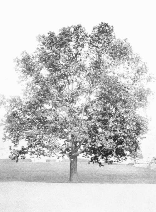 Common American Chestnut