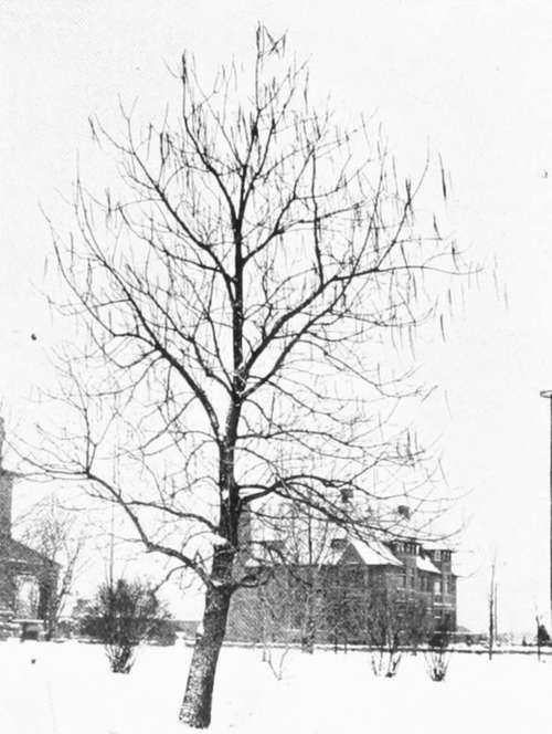 Hardy Catalpa.