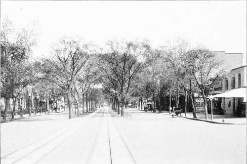 Maples And Elms.  New York Avenue, Washington, DC