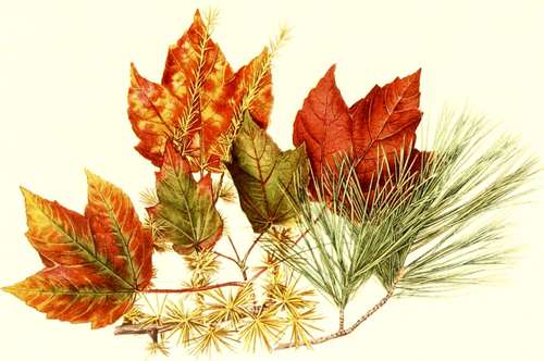 Red Maple. Tamarack White. Pine