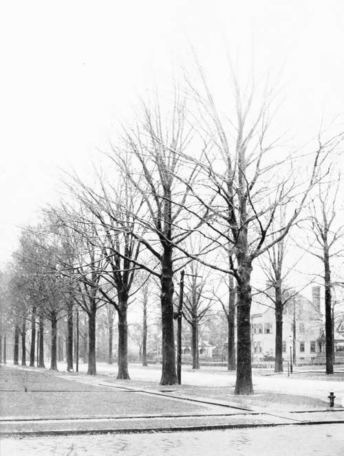 The Oaks Of Flushing. Pin Oaks.