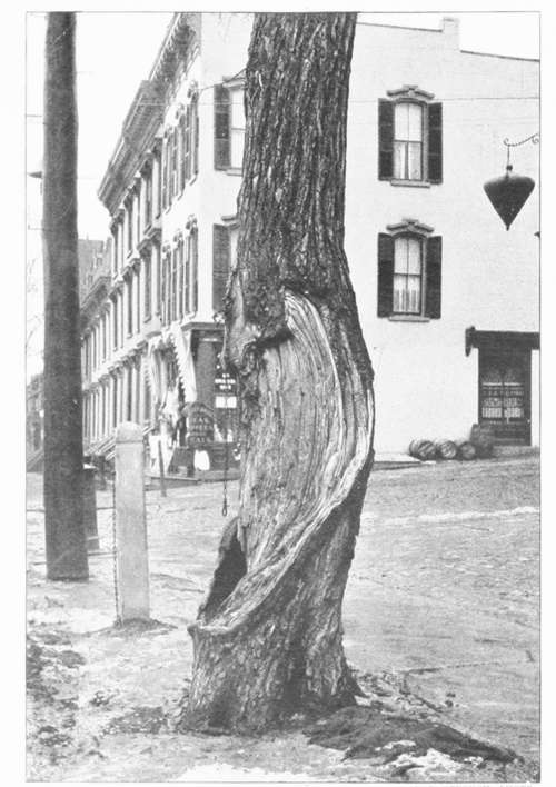 Tree Used As A Hitching Post, Albany, N. Y.