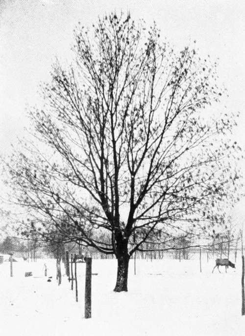 White Ash. Studies In Tree Habit.