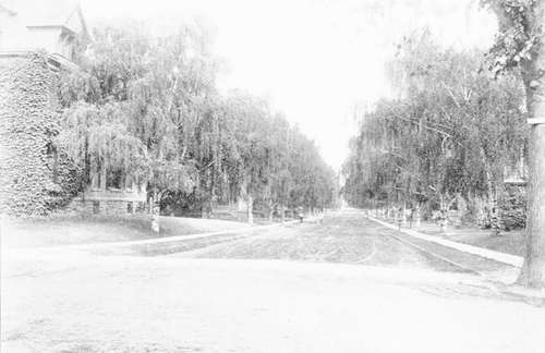 White Birches. Rochester, N. V.