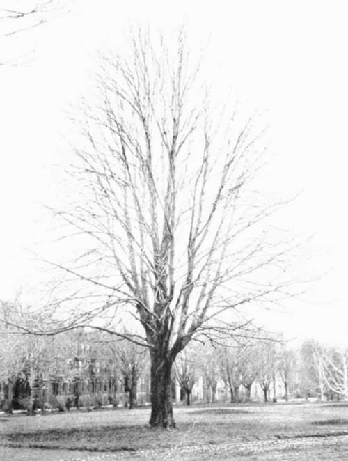 White Maple. Studies In Tree Habit.