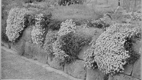 Aubretias On The Wall.