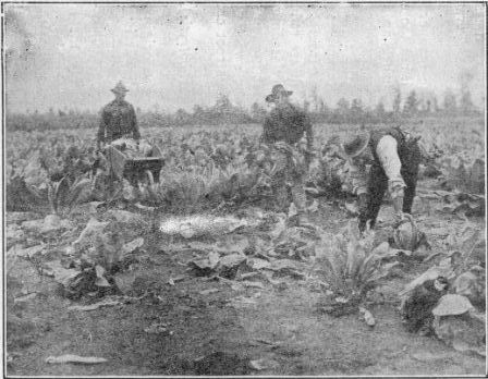 LONG ISLAND FIELD OF CAULIFLOWER. COLLECTING FOR MARKET.