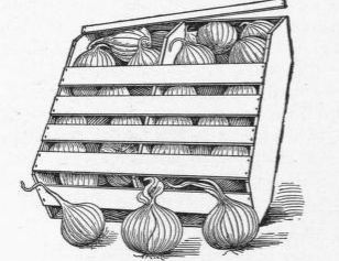 ONIONS PACKED IN BERMUDA CRATE.
