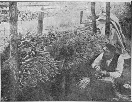 PREPARING CARROTS FOR MARKET.