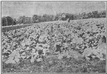 a field of jersey wakefield cabbage.