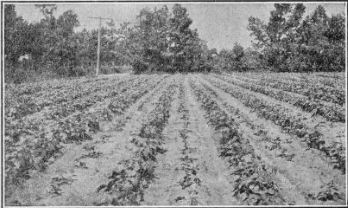 beans intercropped with strawberries at NORFOLK, VIRGINIA.