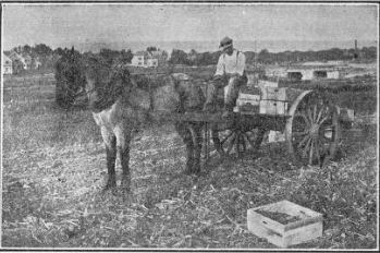 cast used near boston for collecting vegetables.