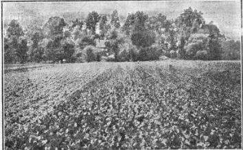 field of garden beets.