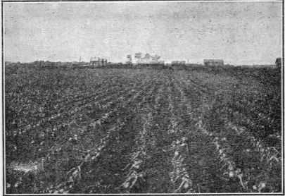 field of onions at harvest.