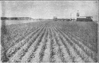 field of onions on long island.