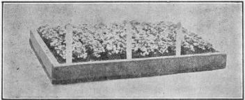 flat of cabbage seedlings.