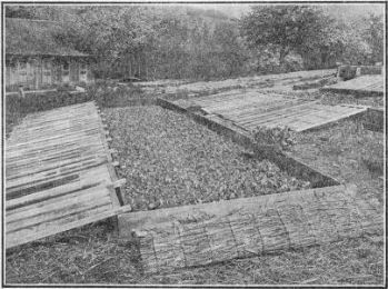 frame of hardened cabbage plants.