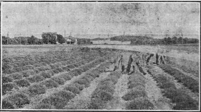 harvesting thyme.