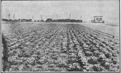 head lettuce on the left. cos lettuce on the right.