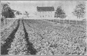 irrigated field of celery.