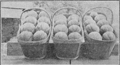 muskmelons packed in climax baskets.