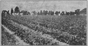 picking string beans at NORFOLK, VIRGINIA.