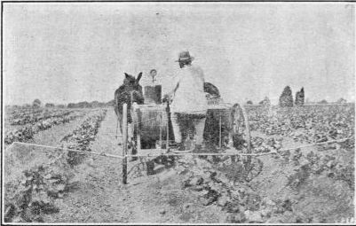 power sprayer for cucurbits.