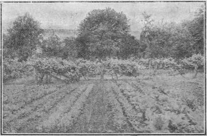 student gardens at the pennsylvania state college.