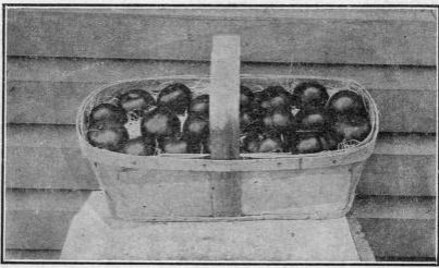 tomatoes packed for market.