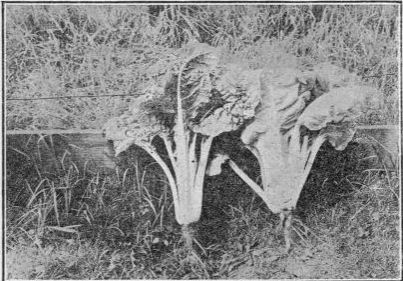 two forms of swiss chard.