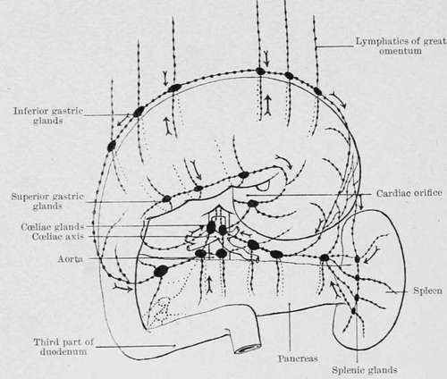 Diagram of the lymphatics of the stomach
