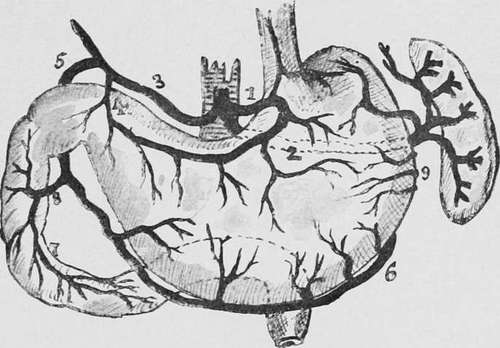Diagram of the stomach and duodenum