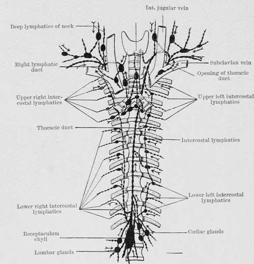 Diagram of the thoracic duct and its tributaries